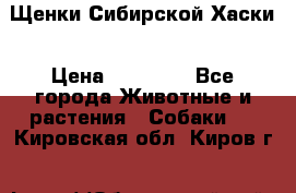 Щенки Сибирской Хаски › Цена ­ 20 000 - Все города Животные и растения » Собаки   . Кировская обл.,Киров г.